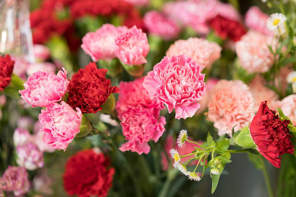 pink and red carnation flowers