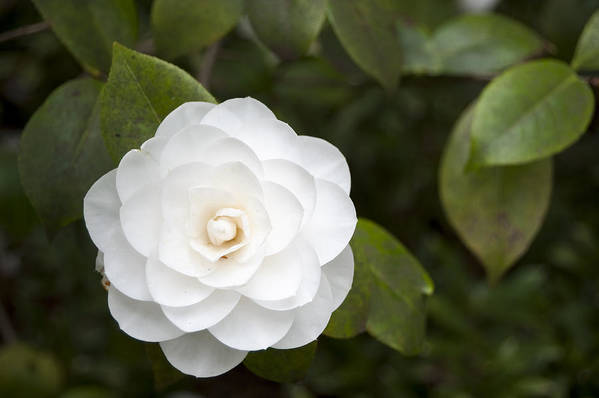 Camellia flower close-up