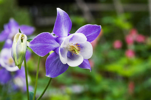 Columbine flower close-up