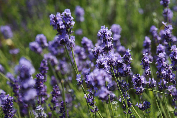 lavender purple blooms on spikes