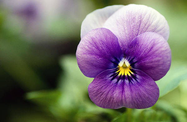 pansy flower close-up