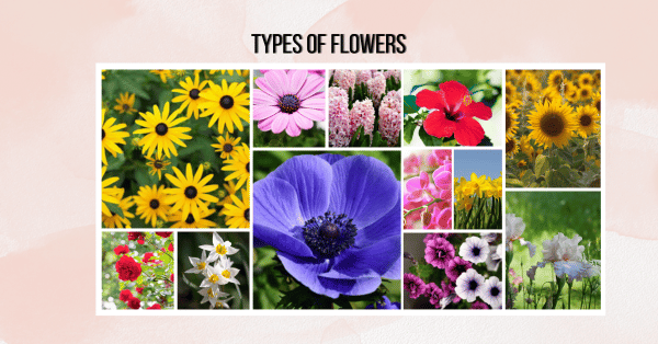 types of flowers (flower types)