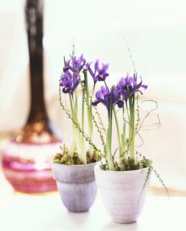 iris flower bulbs blooming in pots