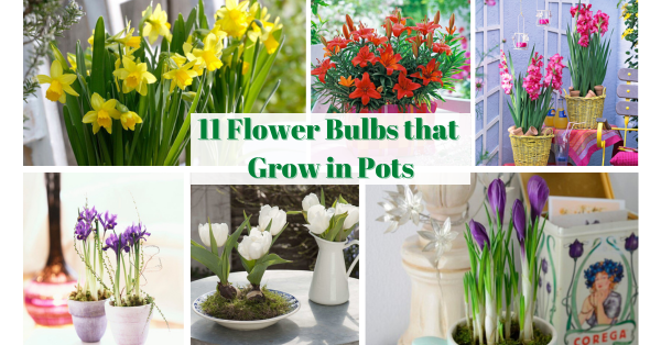 11 Best Flower Bulbs for Pots that Brighten up any Space