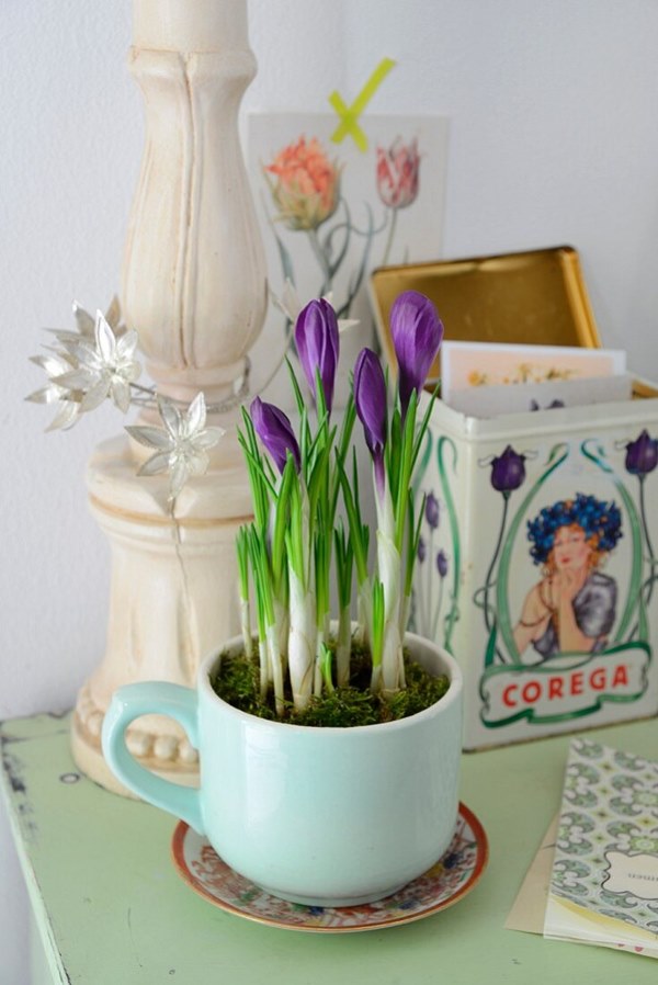 crocus blooming in a teacup pot