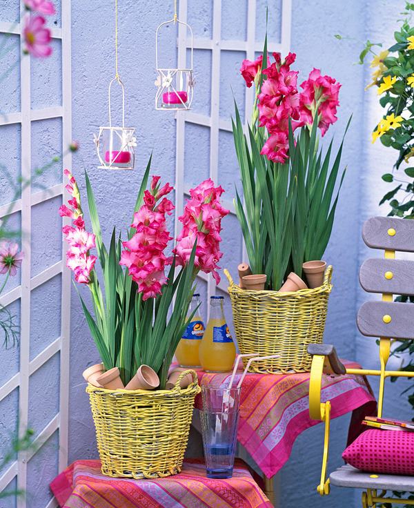 pink Gladiolus blooming in pots