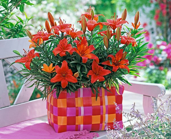 lily bulbs flowering in a basket