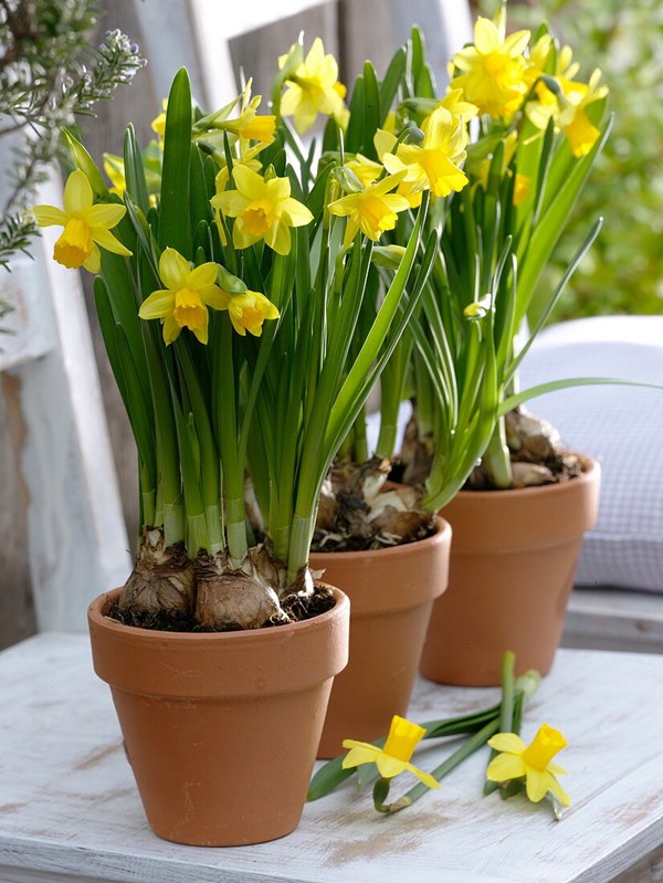 Daffodils (narcissus) blooms in pot