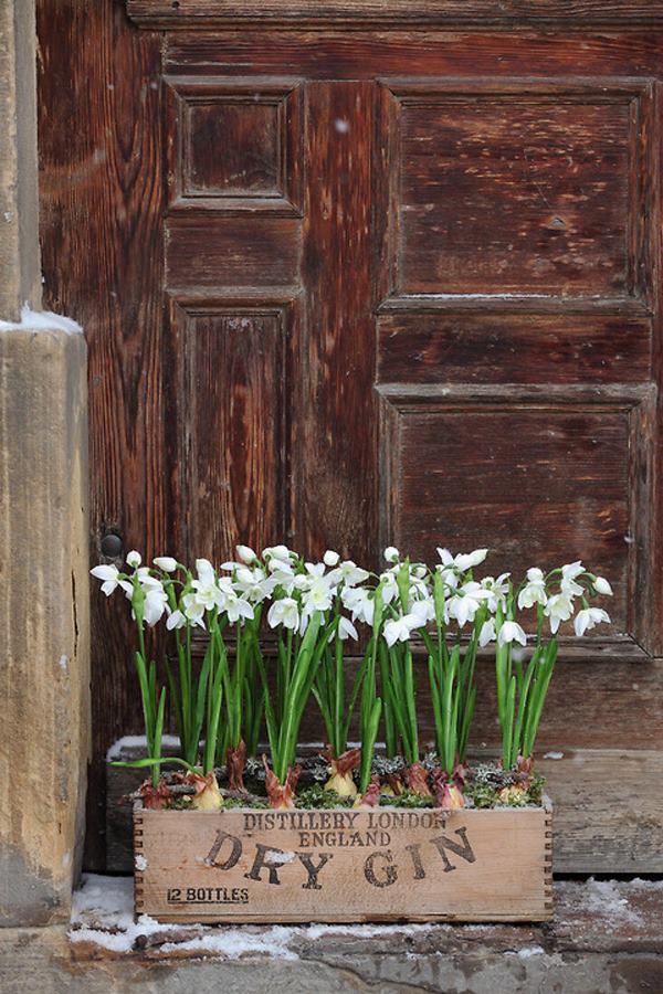 snowdrops bulbs blooming in a container
