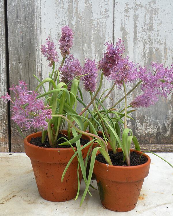 Hyacinths blooming in pots