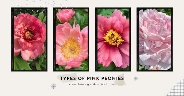 41 Types of Pink Peonies Flowers Plus Images
