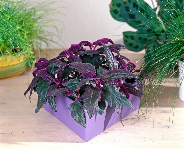 Purple Passion Plant (Gynura aurantiaca) in container