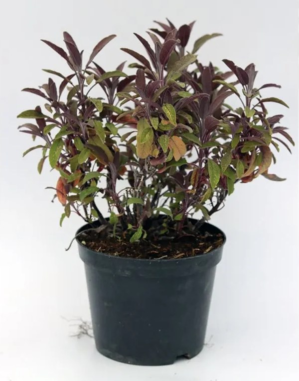purple sage (Salvia officinalis 'Purpurascens') in a pot