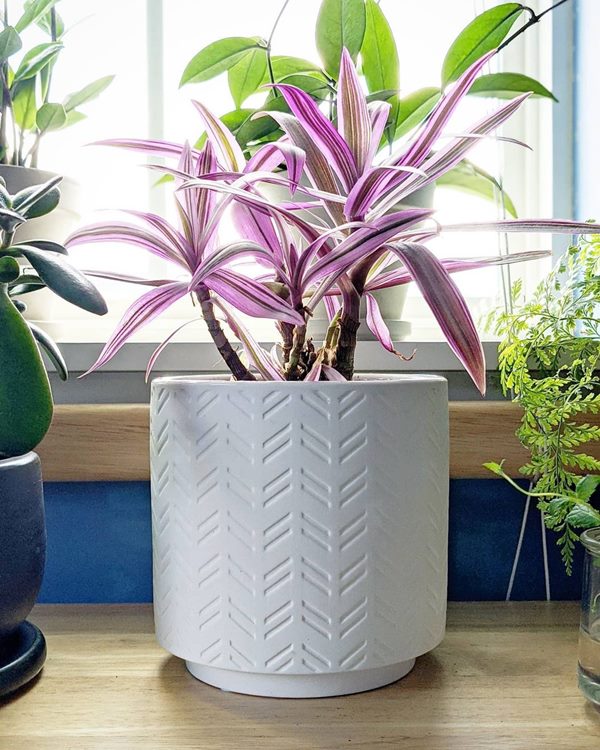 Moses-in-the-Cradle (Tradescantia spathacea) in a pot
