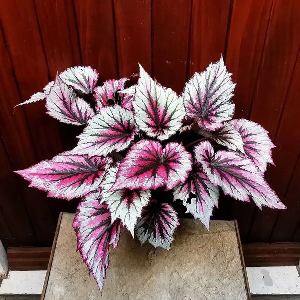  Begonia rex-cultorum indoors