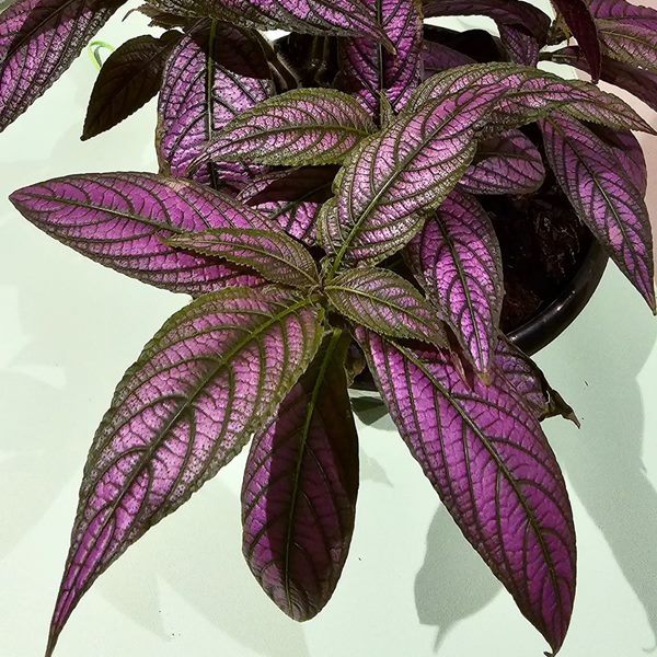 Persian Shield (Strobilanthes dyerianus) purple leaves plant