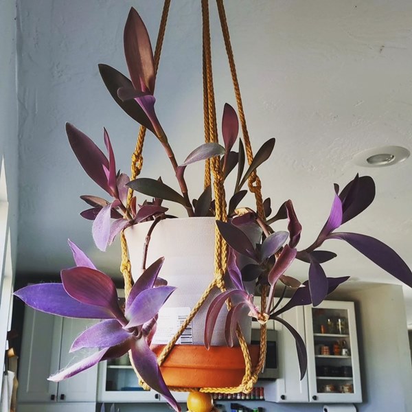 Purple Heart (Tradescantia pallida) plant  in hanging basket