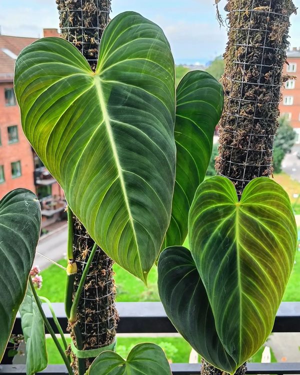 Philodendron Glorious Care in balcony