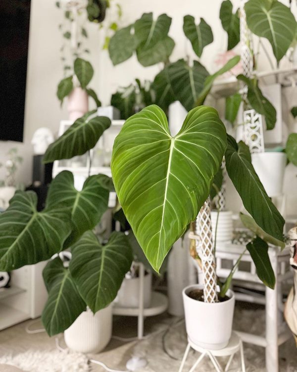 philodendron glorious in a pot indoors