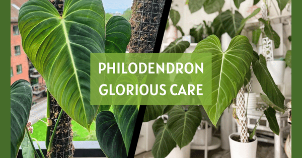 philodendron glorious care