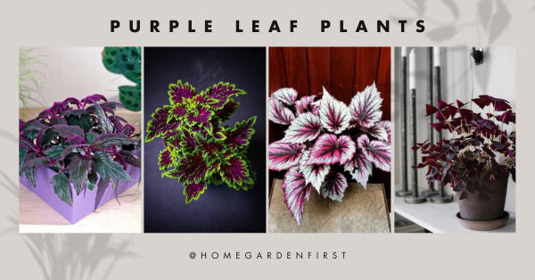 Purple leaf plants