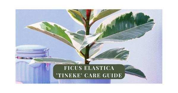 Ficus Tineke Care 101: Tips for Thriving Variegated Rubber Plant
