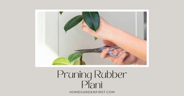 pruning rubber plant