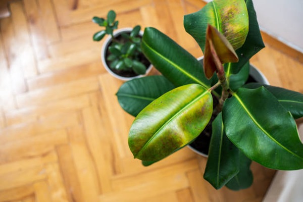 rubber plant (Ficus elastica) close-up