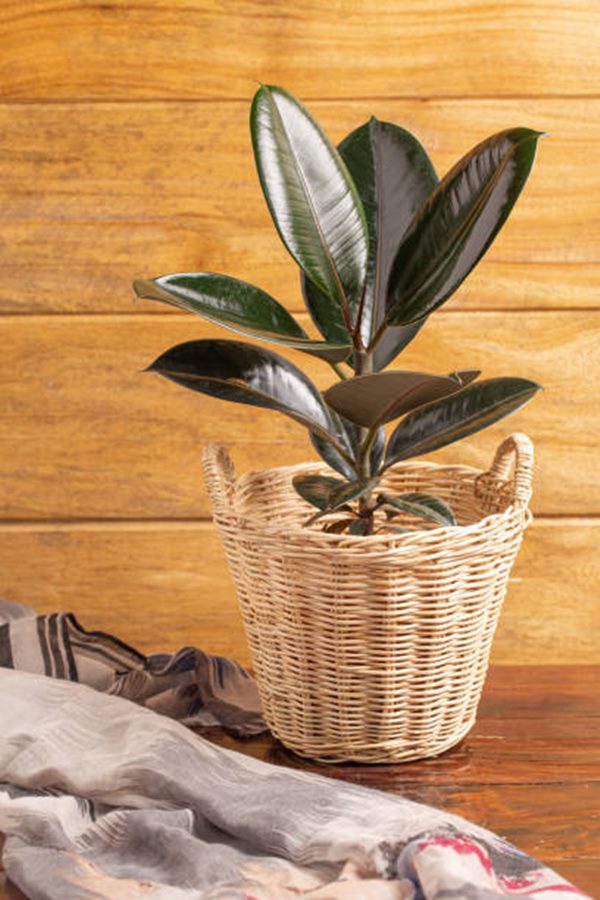 rubber plant in a basket