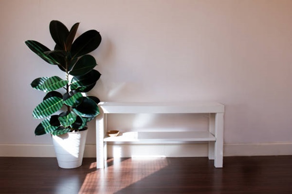 rubber plant indoor benefits