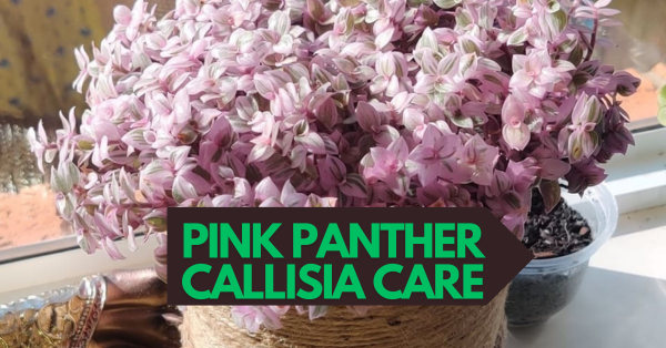 Pink Panther Callisia Repens: Care and Growing Guide