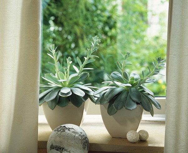 succulent in a pot on windowsill