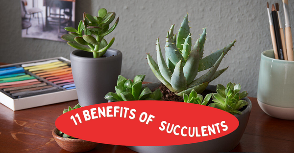 benefits of succulents in home