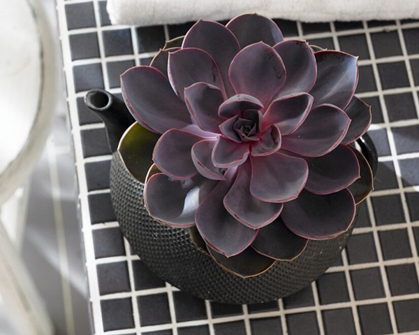 succulent on tabletop