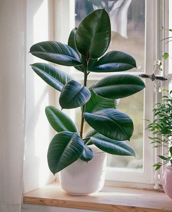 Ficus Elastica Robusta (rubber plant) on windowsill indoors