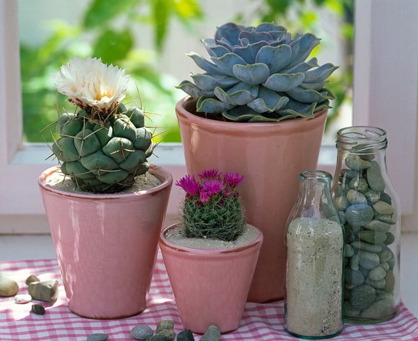 How to Grow Succulents in Sand