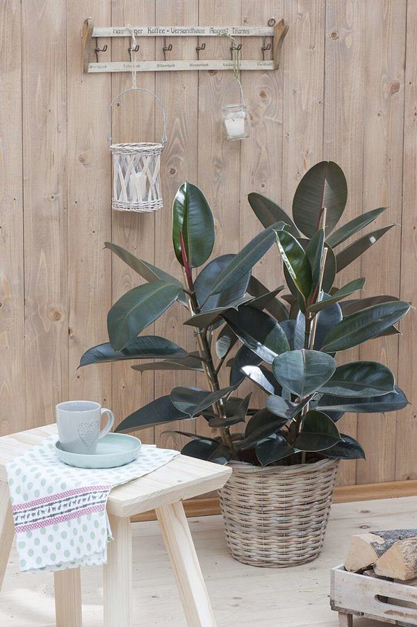 rubber plant care indoors
