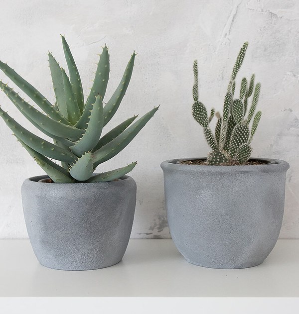 aloes and cacti in concrete pot 