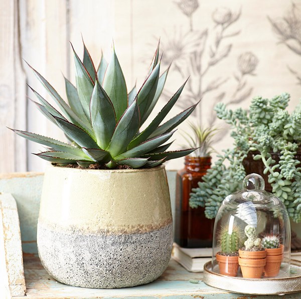 decorative succulents and cacti on tabletop indoors
