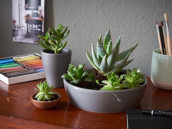 succulents on study table