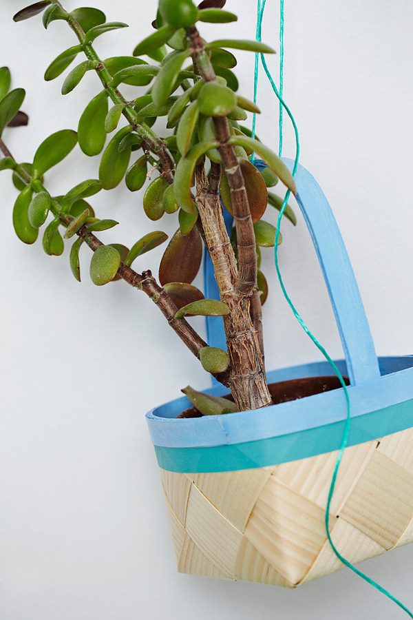 succulent in hanging basket