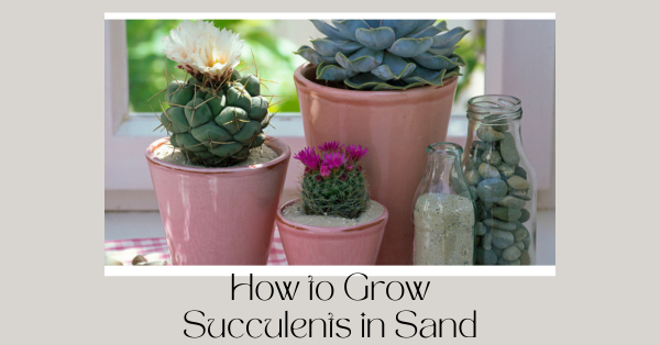 how to grow succulent is sand
