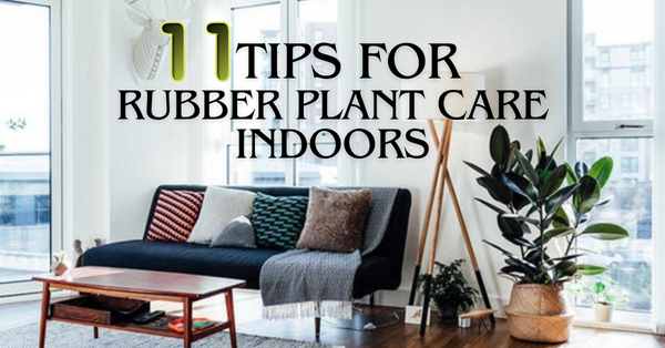 11 Tips for Rubber Plant Care Indoor