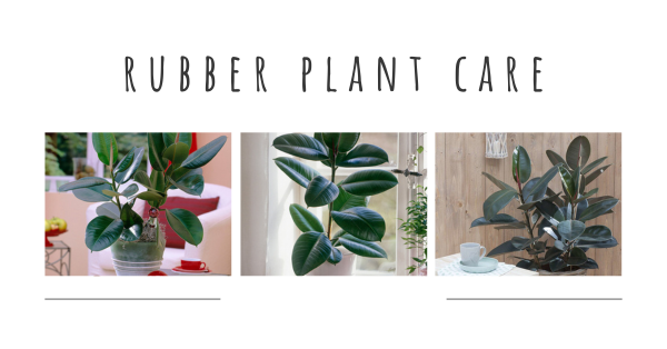Ficus Elastica Robusta Care: Your Guide to Thriving Rubber Plants