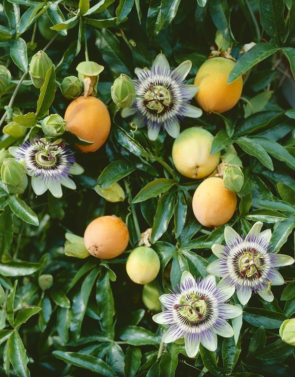 blue passion flower (Passiflora caerulea) with fruits on its vines