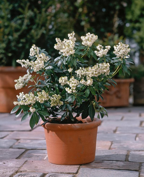 Pieris japonica potted in container