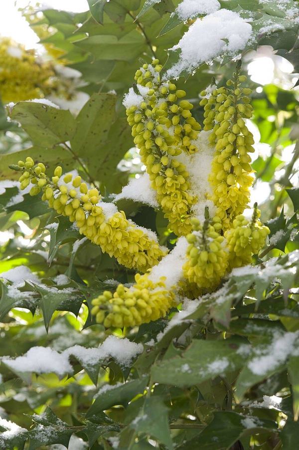 Mahonia winter sun blooming in winters outdoors