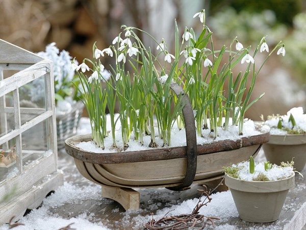 Snowdrops (Galanthus) growing in cotanainer in winters