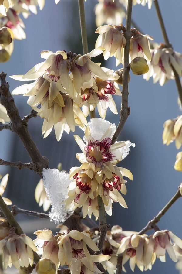 wintersweet (Chimonanthus praecox) flowers blooming in winter