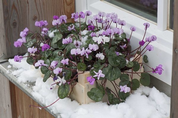 Cyclamen growing outdoors in winter